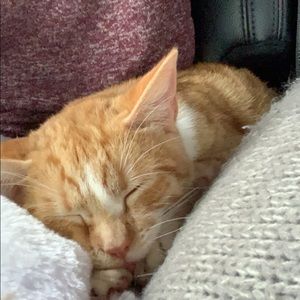 Meet your Posher, Molly